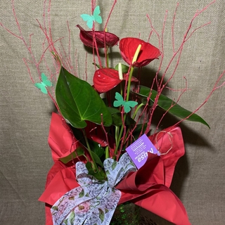 Anthurium en copa - Imagen 2