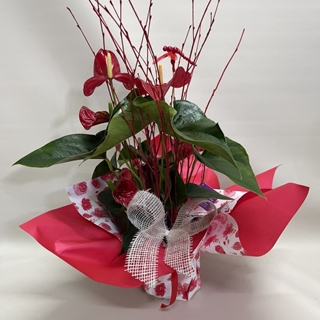 Anturium rojo - Imagen 1