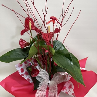 Anturium rojo - Imagen 2