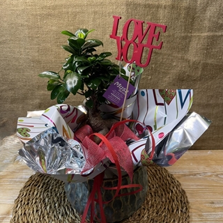 BONS Ginseng Cerámica - Imagen 2