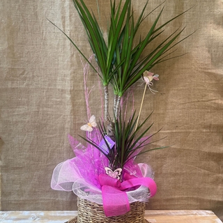 Dracanea Marginata con cesto - Imagen 1