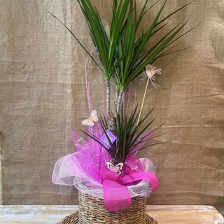 Dracanea Marginata con cesto - Imagen 2