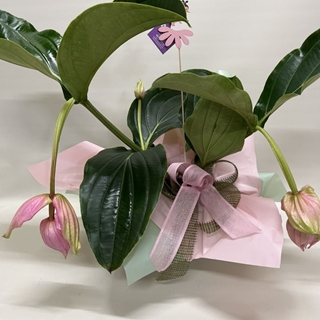 Medinilla - Imagen 2
