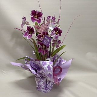 Miltonia - Imagen 1