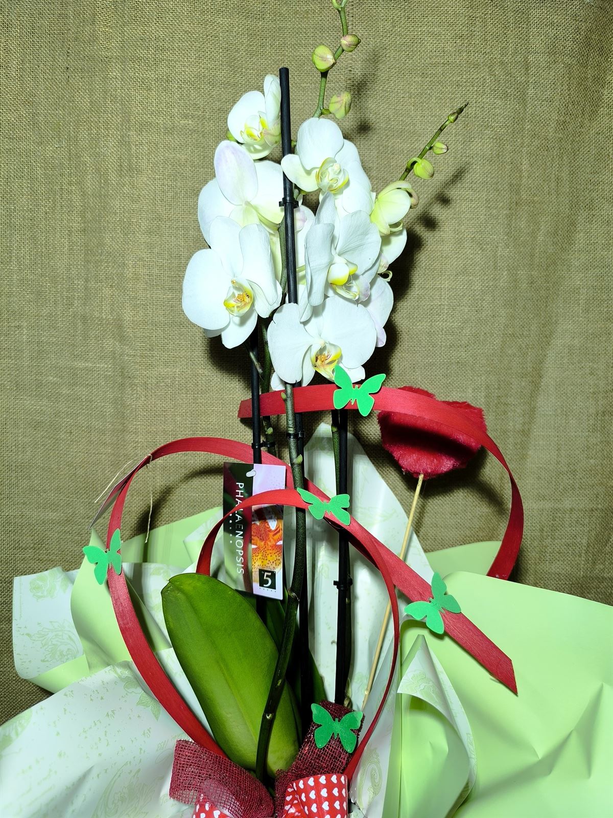 Phalaenopsis blanca 1 - Imagen 2