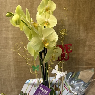 Phalaenopsis en tonos amarillos - Imagen 2