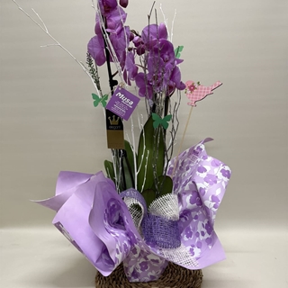 Phalenopsis morado - Imagen 1