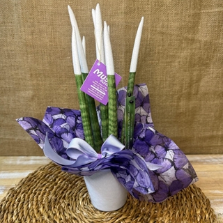 Sansevieria blanca - Imagen 1