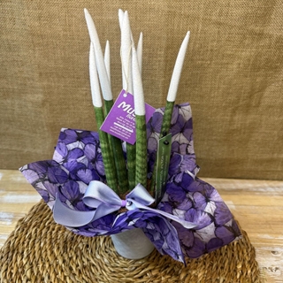 Sansevieria blanca - Imagen 2