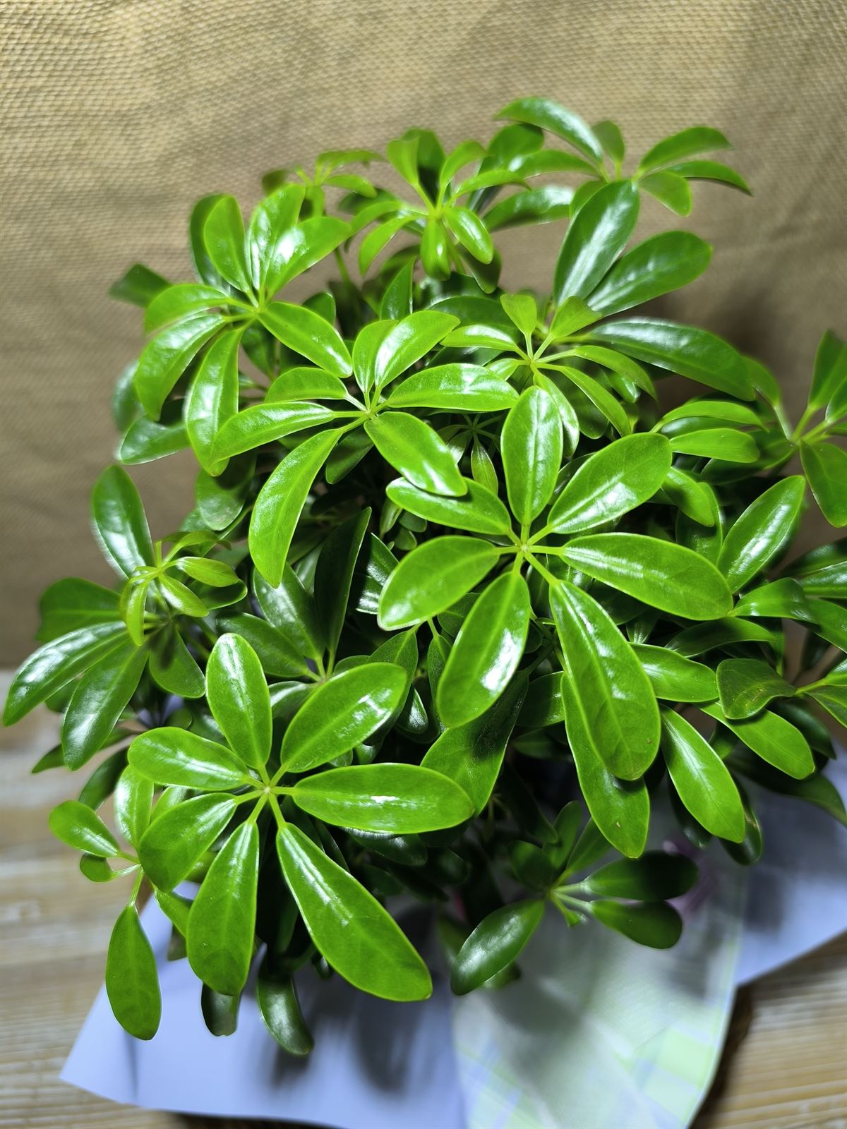 Schefflera Luseana - Imagen 2