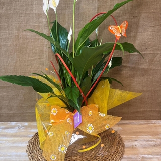 Spathiphyllum - Imagen 2