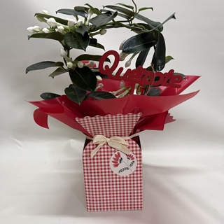 Stephanotis en bolsa - Imagen 1