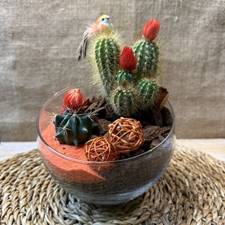 Terrario en pecera pequeña cortada - Imagen 1